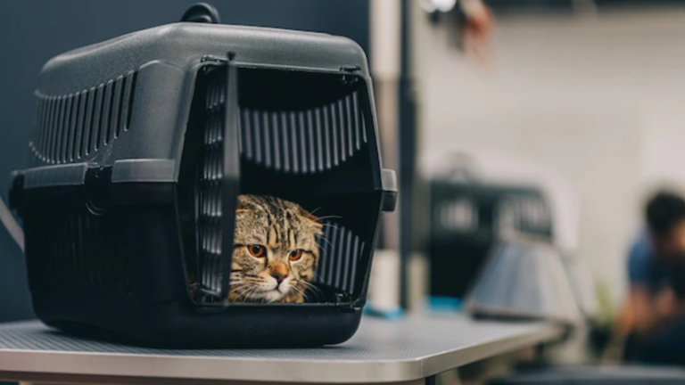 cat in a cage for relocation